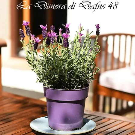 아파트 La Dimora Di Dafne 48