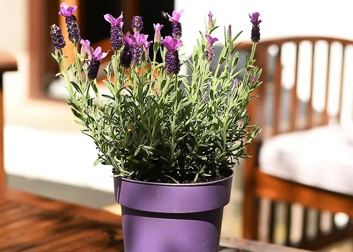 公寓 La Dimora Di Dafne 48